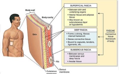 What is Fascia and Why is it Important?