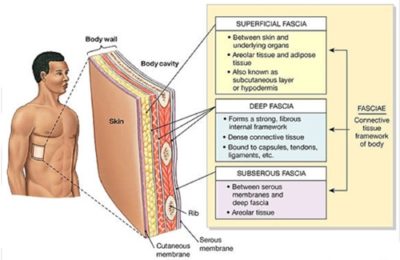 What is Fascia and Why is it Important