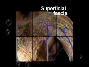 Superficial fascia