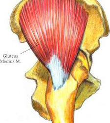 The Most Important Muscle You’ve Probably Never Heard Of…Part 2 – The Gluteus Medius