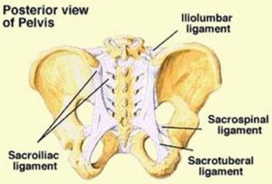 What is the sacroiliac joint exactly?