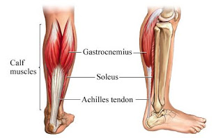 The Most Important Muscle You’ve Probably Never Heard Of…Part 1 – The Soleus