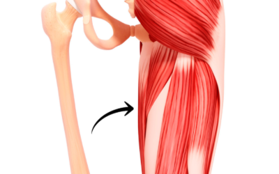 The Most Important Muscle You’ve Never Heard Of – The Adductor Muscles