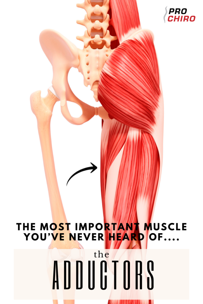 The Adductor Muscles