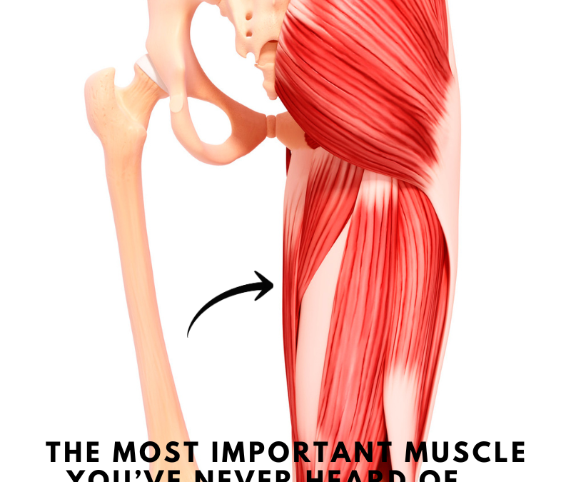 The Most Important Muscle You’ve Never Heard Of – The Adductor Muscles
