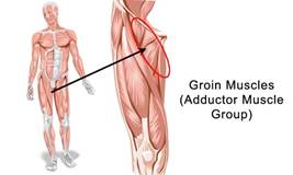 The Most Important Muscle You’ve Never Heard Of…Part 3 – The Adductor Group
