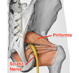 The Most Important Muscle You’ve Never Heard Of…Part 4 – The Piriformis