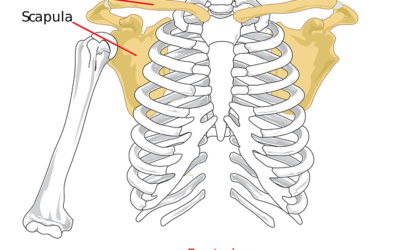 The Most Important Muscle You’ve Never Heard Of…Part 5 – The Levator Scapulae