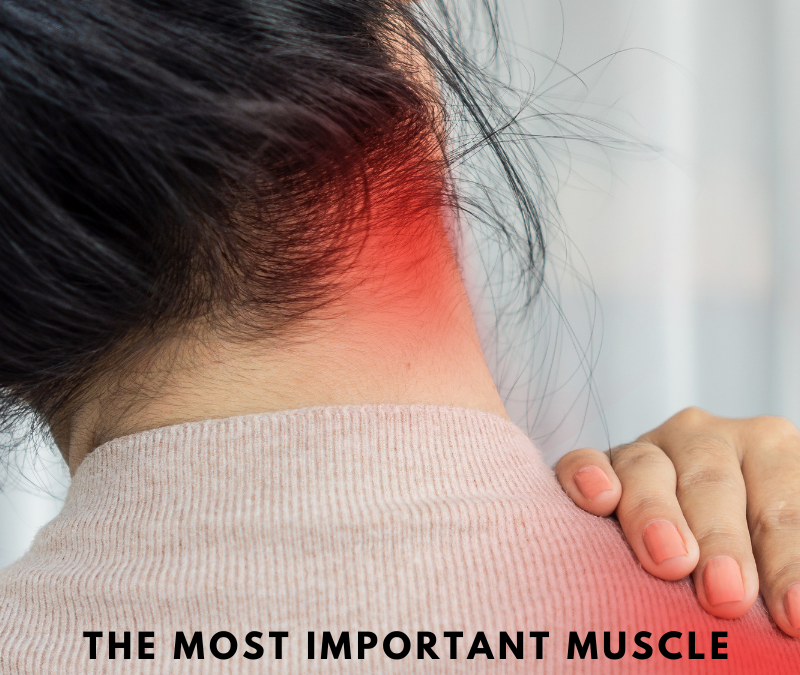 The Most Important Muscle You’ve Never Heard Of – Levator Scapulae